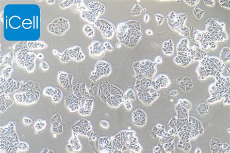 血细胞演变形态图解-综合性临床细胞学图-医学