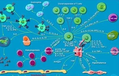 【1.6.1.1】免疫效应分子--细胞因子 - Sam