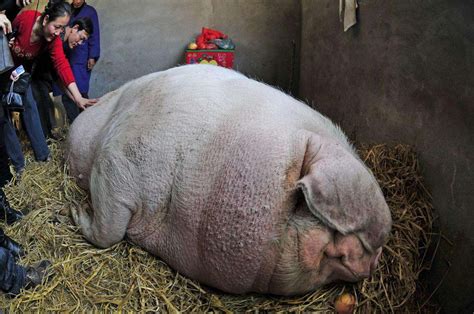 盘点那些世界最大猪牛羊狗鸡马，中国的猪凭1800斤称霸世界|大羚羊|夏尔马|家猪_新浪新闻