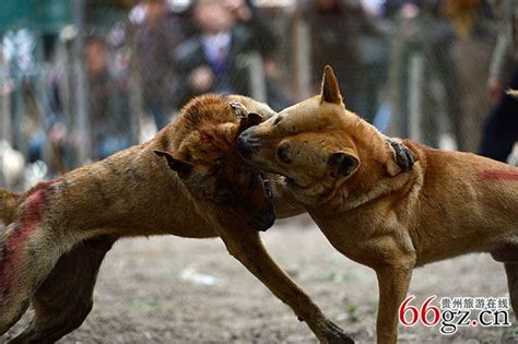 台江苗族斗狗 动物界的博弈对决_贵州旅游在线