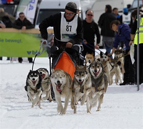 雪橇犬图片-雪地里的雪橇犬拉车素材-高清图片-摄影照片-寻图免费打包下载