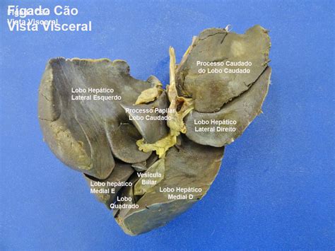 Fígado do cão - vista visceral (1) - Anatomia Veterinária I