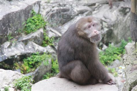 短尾猴-中国动物学会灵长类学分会