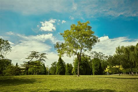 自然森林公园,绿色树木,路,夏天,自然风景图片_4K风景图片高清壁纸_墨鱼部落格