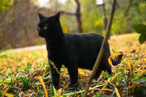 黑猫进家门预示着什么 黑猫辟邪还是招邪
