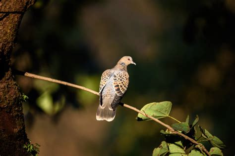 山斑鸠-鼎湖山鸟类-图片