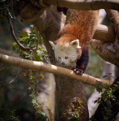 红熊猫爬树高清图片下载-正版图片504896102-摄图网