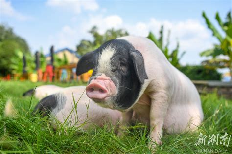猪类养殖方案_深圳比利美英伟营养饲料有限公司