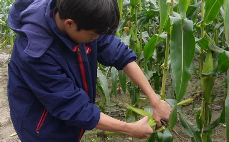 “玉”见你— —关于玉米的二三事儿（中一班班本课程） - 班级新闻 - 永嘉县第三幼儿园
