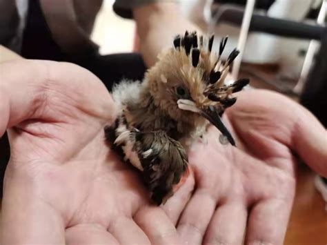 暴雨过后，警民救起一只长相奇特的小鸟，竟是叫“戴胜”的国家二级保护动物