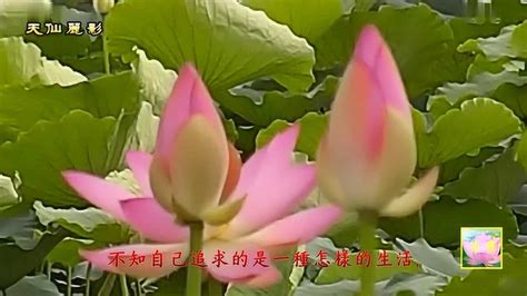 [教育]佛教歌曲--心是莲花开 莲芯师父旁白 (我就是那朵白莲花)_腾讯视频
