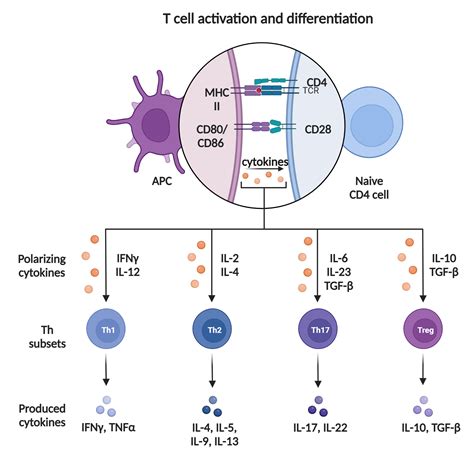 DC和T细胞的共培养实验