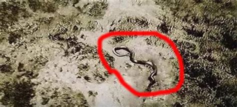 中国最吓人的一条巨蛇(五十米的巨蟒吓晕了旷工)_知秀网