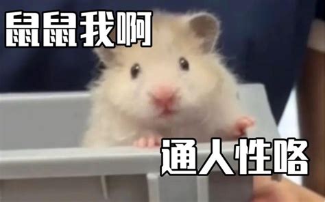 死到临头表情包图片