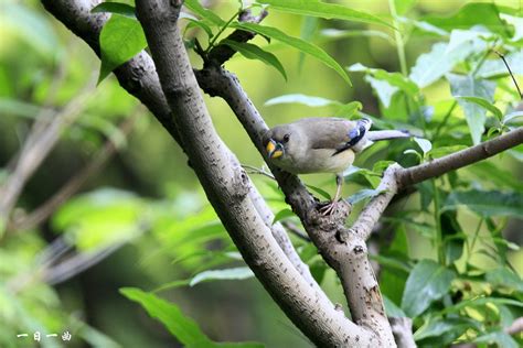 银耳相思鸟：广西龙滩自然保护区 - 中国自然保护区生物标本资源共享平台