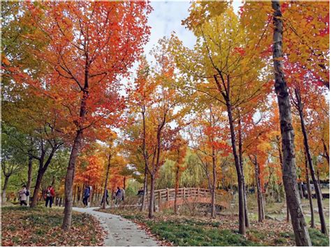 红叶绯红、银杏金黄，周到君推荐几处申城深秋好地方，让你拍出最美的秋景照--城市公园篇 | 晨镜头 - 封面新闻
