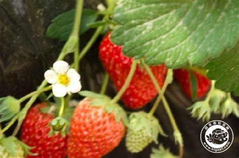 “桃熏”白草莓的种植技术-种植技术-中国花木网
