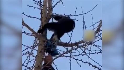 男子爬树救下被困树顶的猫咪_手机新浪网