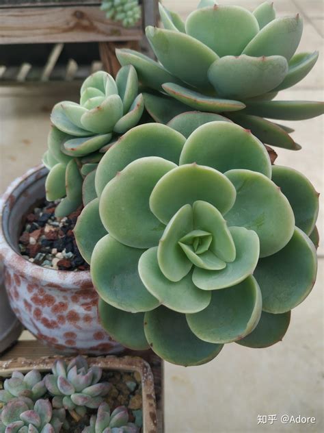 植物图鉴图片