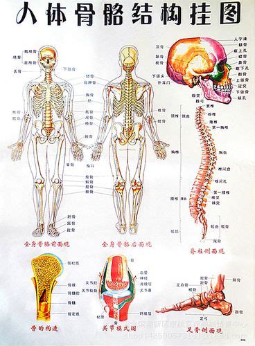 人体结构骨骼图图片-人体结构骨骼图图片素材免费下载-千库网