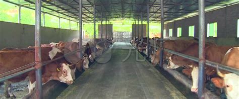 可行性报告：肉牛标准化饲养示范场项目的创建标准与要求有哪些？ – 69农业规划设计.兆联顾问公司