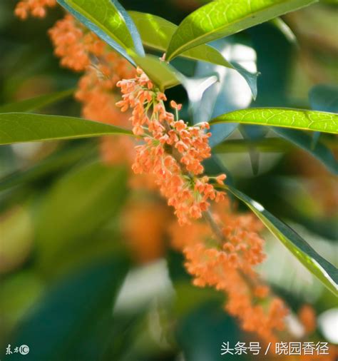 丹桂飘香是什么季节,丹桂什么时候开花-绿宝园林网