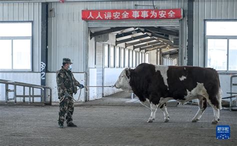 内蒙古通辽：发展牛产业 做好“牛文章”_时图_图片频道_云南网
