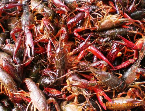 鲜活小龙虾、鲜活水产品养殖、小龙虾养殖种苗、虾种-阿里巴巴