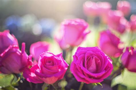 玫瑰花期是什么时候，5月到6月份绽放 —【发财农业网】