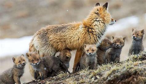 一只野生的年轻红狐狸Vulpesvulpesvulpes高清图片下载-正版图片505874176-摄图网