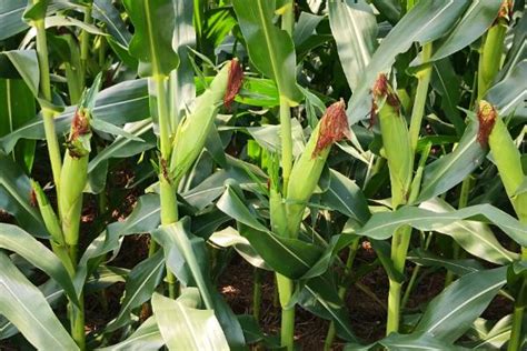 （今日10折）迪卡玉米种子 高产多抗宜粒收 C2235 适宜种植积温2450-2500—粮油作物种子