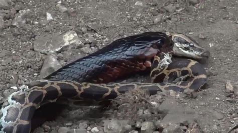 世界上现存最大的毒蛇 眼镜王蛇被称百蛇之王(体长5.6米) - 世界之最 - 去看奇闻