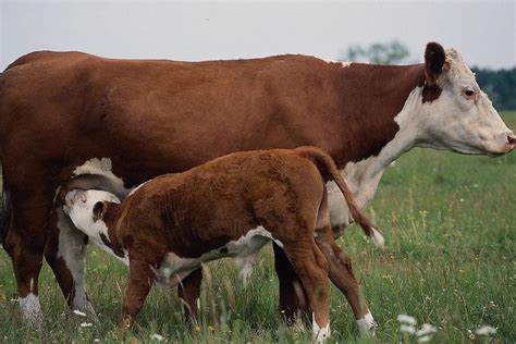 16个月母牛产下小牛犊 正常应长至26个月后才会生育 - 奇闻异事 - 东南网泉州频道