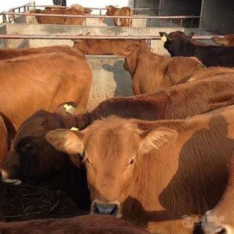 2017年6月14日全国肉牛活牛价格行情走势汇总