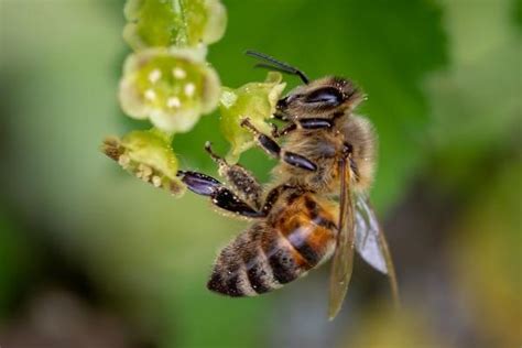 蜜蜂有几对翅膀-农百科
