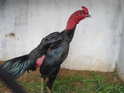 Shamo Chicken Breed - This Is Why It Isn