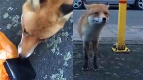 女孩救了一只狐狸，却被狐狸恩将仇报，差点被同化成狐狸精！_腾讯视频