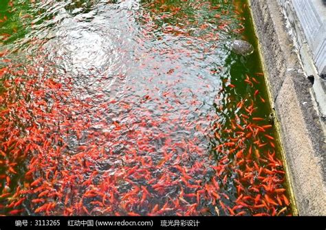 放生池里的鱼高清图片下载_红动中国