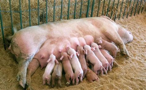 无锡母猪自动化饲喂设备，母猪智能喂养系统-农机网