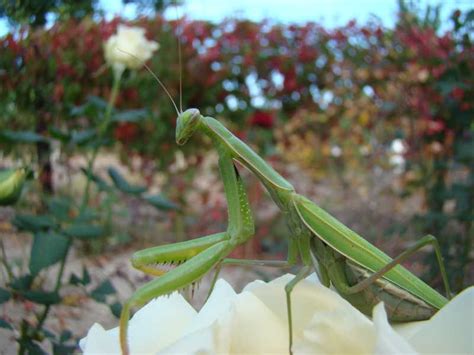 绿色的螳螂图片-花朵上的绿色螳螂素材-高清图片-摄影照片-寻图免费打包下载