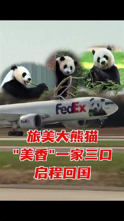 旅美大熊猫美香一家三口启程回国|熊猫|美国|泰山_新浪新闻