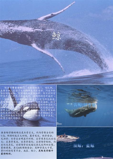 鲸鱼的品种图片介绍,各种鲸鱼的介绍及图片_大山谷图库