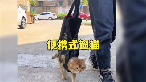 便携式遛猫，既不怕跑丢 也不怕乱拉_凤凰网视频_凤凰网