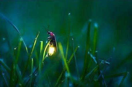 萤火虫为什么会发光，体内荧光素与氧气产生的化学反应 - 综合百科 - 懂了笔记