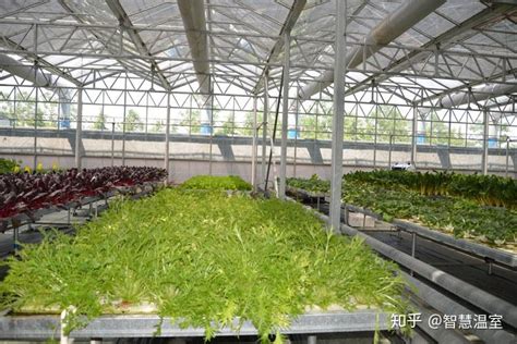 蔬菜大棚的常用类型有哪些 - 新闻动态 - 山东贝荣温室工程有限公司