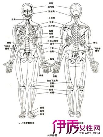 人体部位图及名称图片 人体部位图及名称图片