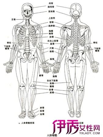 【人体部位名称】【图】人体部位名称及体表标志 人体穴位分布图欣赏(3)_伊秀健康|yxlady.com