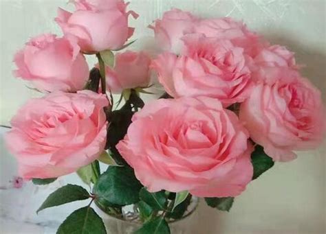 粉色玫瑰花语代表什么意思 花期有多久-养花技巧-长景园林网
