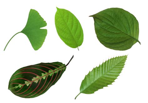 叶类叶形 - 介绍 - 智慧园林植物身份证系统