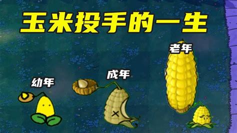 植物大战僵尸：玉米投手的一生，被矿工僵尸暗算？却成暴躁玉米！